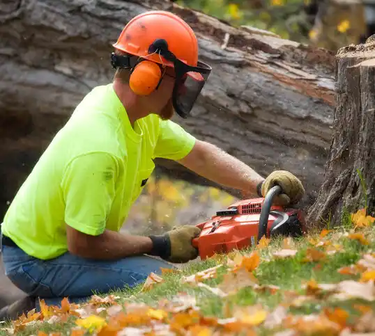 tree services Salamanca